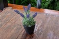 Lavender on wooden Royalty Free Stock Photo