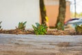 Flowers on wooden trunk 02 Royalty Free Stock Photo