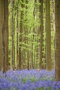 Flowers in woods near Hal, Belgium Royalty Free Stock Photo