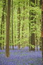 Flowers in woods near Hal, Belgium