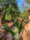 Flowers for worshiping monks and the background is a passage wall laterite.