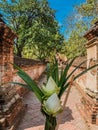 Flowers for worshiping monks and the background is a passage wall laterite.