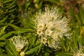 Flowers of a xanthostemon verticillatus or little penda