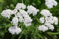 Flowers of Yarrow Achillea Millefolium