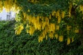 Flowers of yellow acacia close up. Decorative plant is blooming in spring .Yellow flower background Royalty Free Stock Photo