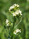 Flowers of Yellow Alkanet Royalty Free Stock Photo