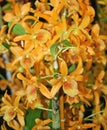 Many yellow flowers of a miniature Orchid.