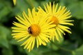 Flowers of yellow daisy with bee collecting nectar