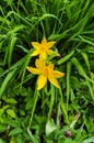 Flowers of yellow daylilies in the garden in the middle of summer Royalty Free Stock Photo