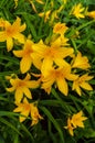 Flowers of yellow daylilies in the garden in the middle of summer Royalty Free Stock Photo