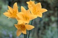 Flowers of the yellow daylily on a blurred background Royalty Free Stock Photo