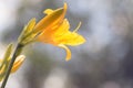 Flowers of the yellow daylily on a blurred background Royalty Free Stock Photo