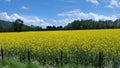 Flowers yellow field punnet florid