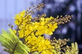 Flowers yellow flametree Royalty Free Stock Photo