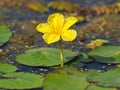 Flowers of yellow floating heart, aquatic plant. Nymphoides peltata
