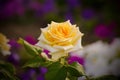 Flowers, Yellow garden rose