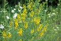 Flowers yellow Genista tinctoria.Flowering dyers broom Genista tinctoria Royalty Free Stock Photo