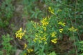 Flowers yellow Genista tinctoria.Flowering dyers broom Genista tinctoria Royalty Free Stock Photo