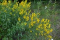 Flowers yellow Genista tinctoria.Flowering dyers broom Genista tinctoria Royalty Free Stock Photo