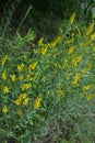 Flowers yellow Genista tinctoria.Flowering dyers broom Genista tinctoria Royalty Free Stock Photo