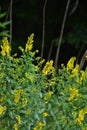 Flowers yellow Genista tinctoria.Flowering dyers broom Genista tinctoria Royalty Free Stock Photo