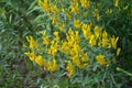 Flowers yellow Genista tinctoria.Flowering dyers broom Genista tinctoria Royalty Free Stock Photo