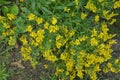 Flowers yellow Genista tinctoria.Flowering dyers broom Genista tinctoria Royalty Free Stock Photo