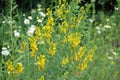 Flowers yellow Genista tinctoria.Flowering dyers broom Genista tinctoria Royalty Free Stock Photo