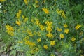 Flowers yellow Genista tinctoria.Flowering dyers broom Genista tinctoria Royalty Free Stock Photo