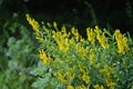 Flowers yellow Genista tinctoria.Flowering dyers broom Genista tinctoria Royalty Free Stock Photo