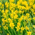 Flowers yellow Genista tinctoria