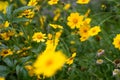 Flowers yellow Heliopsis