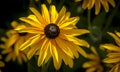 Flowers yellow Heliopsis in the Garden close up