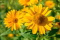 Flowers Heliopsis close-up