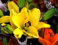 Flowers - Yellow Lillium