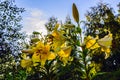 Flowers of a yellow lily in the summer evening against a background of birches in the rays of the setting sun