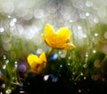 Flowers of yellow Marsh Marigold (Caltha palustris) in the meadow close-up. Vintage effect with soft focus. Royalty Free Stock Photo