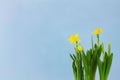 Flowers of yellow narcissus on pastel blue background, horisontal with copy space. Spring, Mother`s day or Easter concept