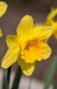 Flowers of yellow narcissus. Wonderful beautiful first spring flowers close-up in good quality. Beautiful floral background for a Royalty Free Stock Photo