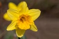 Flowers of yellow narcissus. Wonderful beautiful first spring flowers close-up in good quality. Beautiful floral background for a Royalty Free Stock Photo