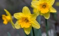 Flowers of yellow narcissus. Wonderful beautiful first spring flowers close-up in good quality. Beautiful floral background for a Royalty Free Stock Photo