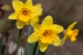 Flowers of yellow narcissus. Wonderful beautiful first spring flowers close-up in good quality. Beautiful floral background for a Royalty Free Stock Photo