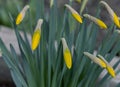 Flowers of yellow narcissus. Wonderful beautiful first spring flowers close-up in good quality. Beautiful floral background for a Royalty Free Stock Photo