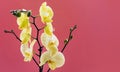 Flowers of yellow Orchid Sahara phalaenopsis on pink background. Beautiful home plants. Selective focus. Copy space for your text Royalty Free Stock Photo