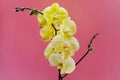 Flowers of yellow Orchid Sahara phalaenopsis on pink background. Beautiful home plants. Selective focus. Copy space for your text Royalty Free Stock Photo