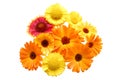 Flowers with yellow petals on a white background Royalty Free Stock Photo