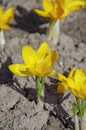 Flowers yellow primerose in springtime