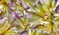 Flowers  yellow-purple  tulips Floral vintage background. Petals tulips. Close-up. Royalty Free Stock Photo