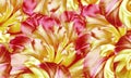 Flowers yellow-red  tulips Floral vintage background. Petals tulips. Close-up. Royalty Free Stock Photo