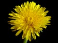 Flowers yellow, it is spring finally Royalty Free Stock Photo